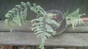 Дача 21-22 июня. Колокольчики, жимолости покрывальная и Ольги, мартагоны