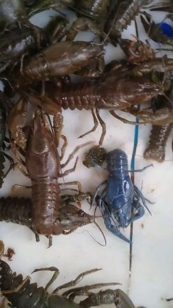 выпускаю 🦞 раков. Смоленская губерня.из старенького но актуального электроудочники