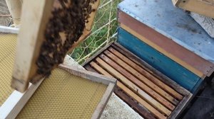 2 матки в 1 семье