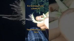 Пасынкую помидоры. ТермоМульча от дяди Вити. #дача #дядявитя #огород #мульча #агротекстиль