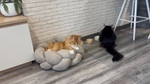 TaisonIDafna домашние будни котиков