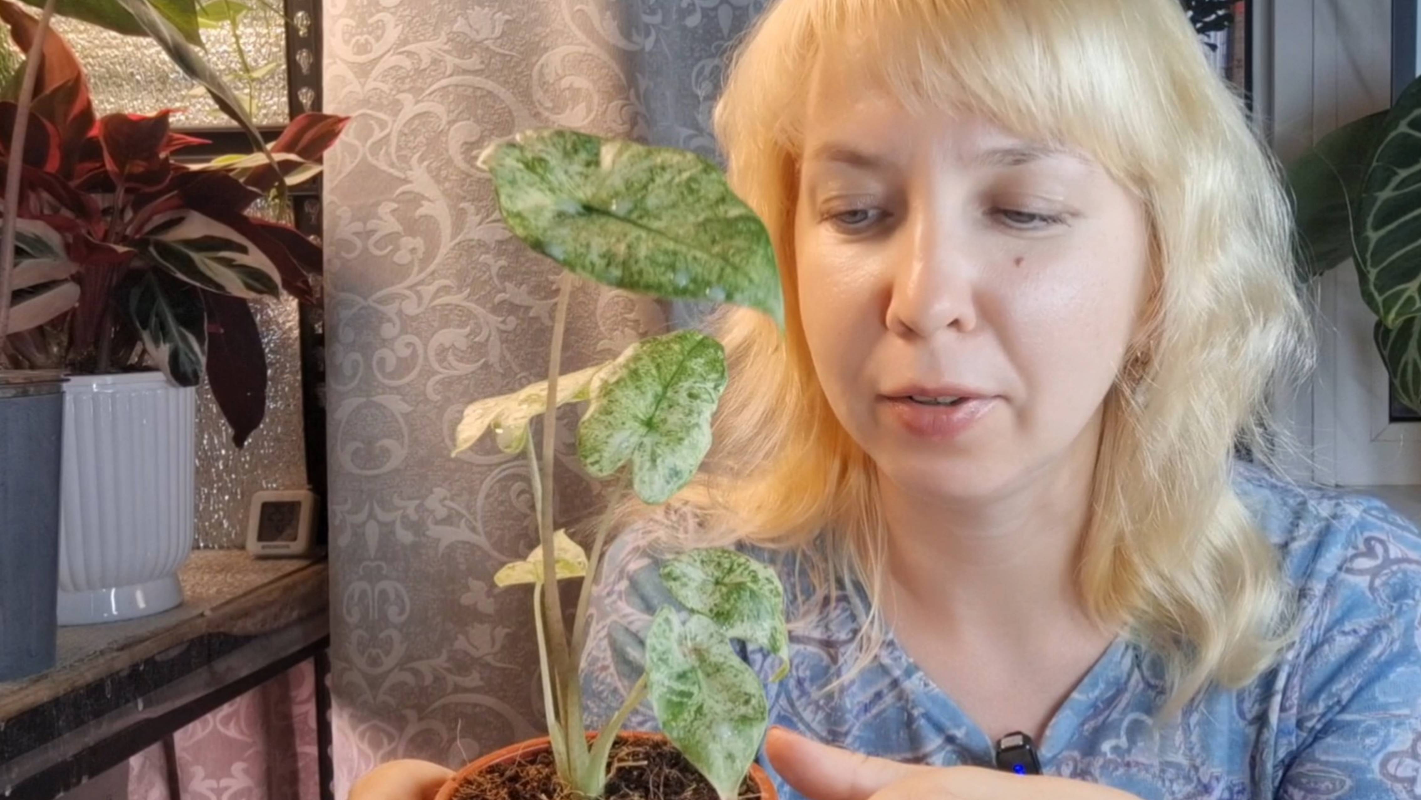 Новая вариегатная алоказия, пересадка на фитильный полив
