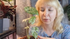 Новая вариегатная алоказия, пересадка на фитильный полив