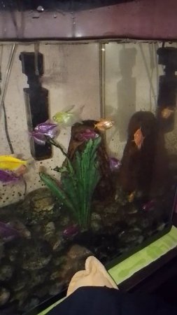 🐡🐡🐡🐡🐡🐡🐡🐡🐡