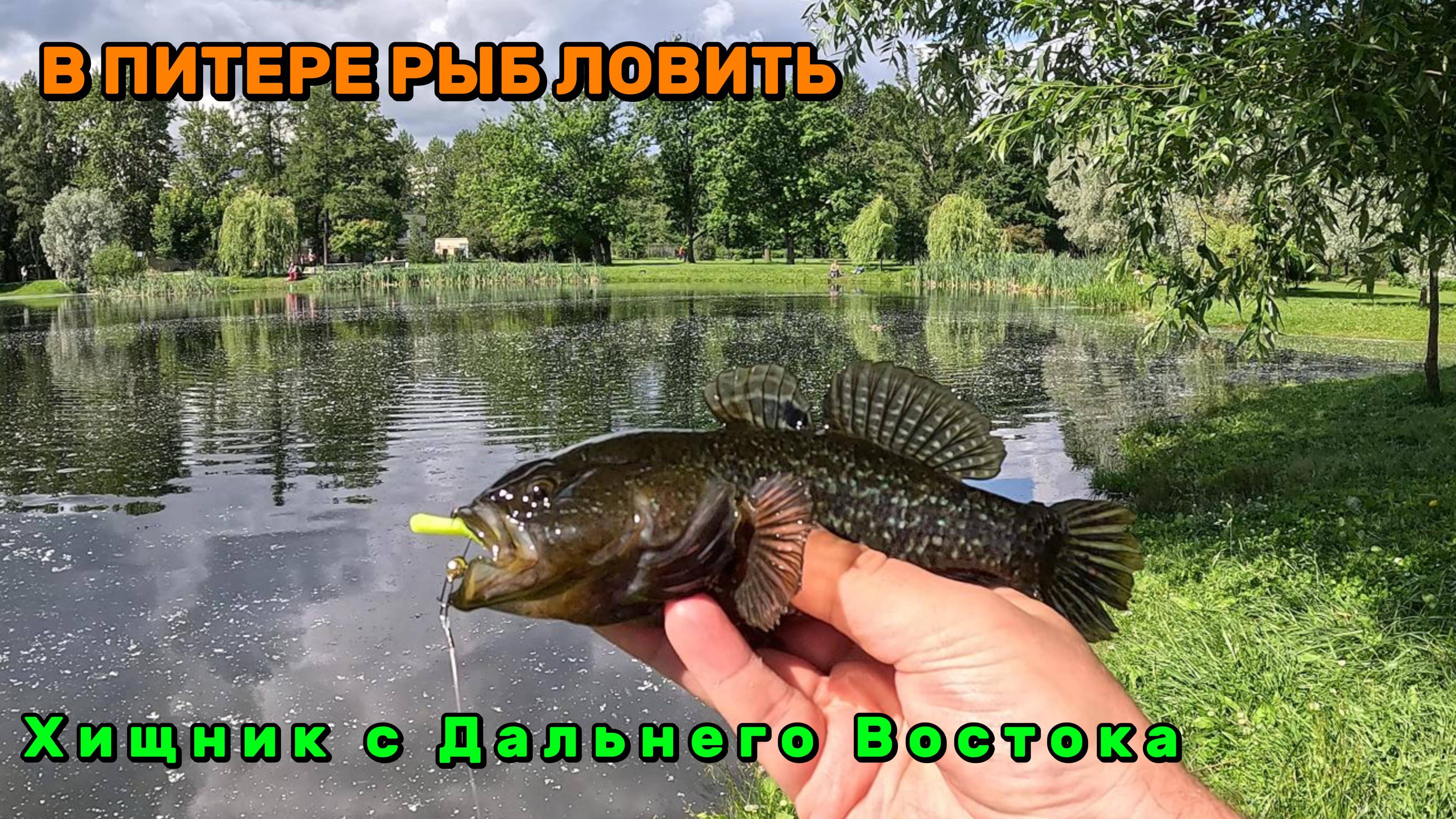 В Питере рыб ловить. Хищник с Дальнего Востока. Ловля ротана в Парке Победы