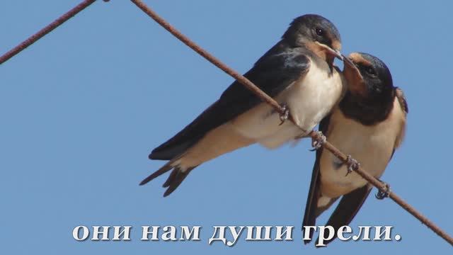 ЛАСТОЧКИ