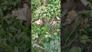 в мире животных