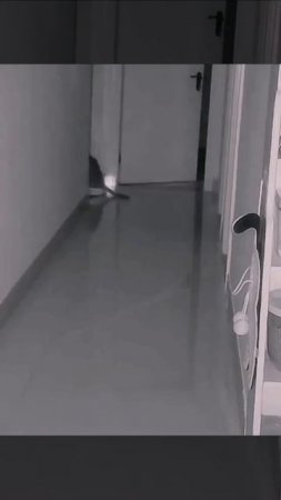 Когда наступает ночь.... #Коты #Кот