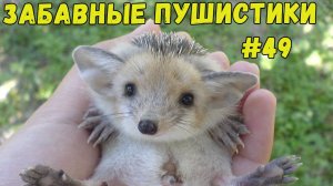 Я РЖАЛ ДО СЛЕЗ 😹 СМЕШНЫЕ КОШКИ И СОБАКИ  СМЕШНЫЕ ЖИВОТНЫЕ 2025 😹 ЛУЧШИЕ ПРИКОЛЫ #49