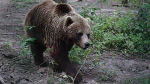 В Южно-Сахалинске два мужчины погибли после нападения медведя
