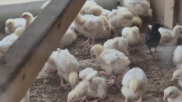 Мы как вышли с утра и заползли вечером домой/баба яга покоя не дает