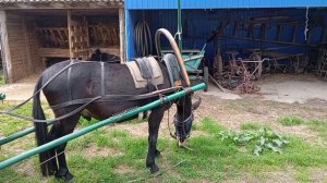 Запрягаю Зайчика