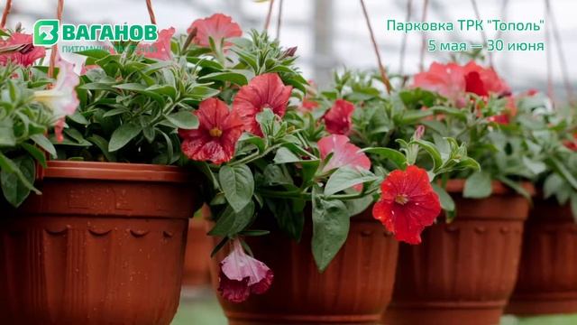 Нереклама Ярмарки питомника растений Ваганова