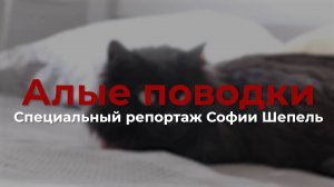 Алые поводки | Животные-доноры крови | Специальный репортаж С. Шепель