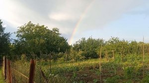 Радуга душа . Двадцать третий день дождя.