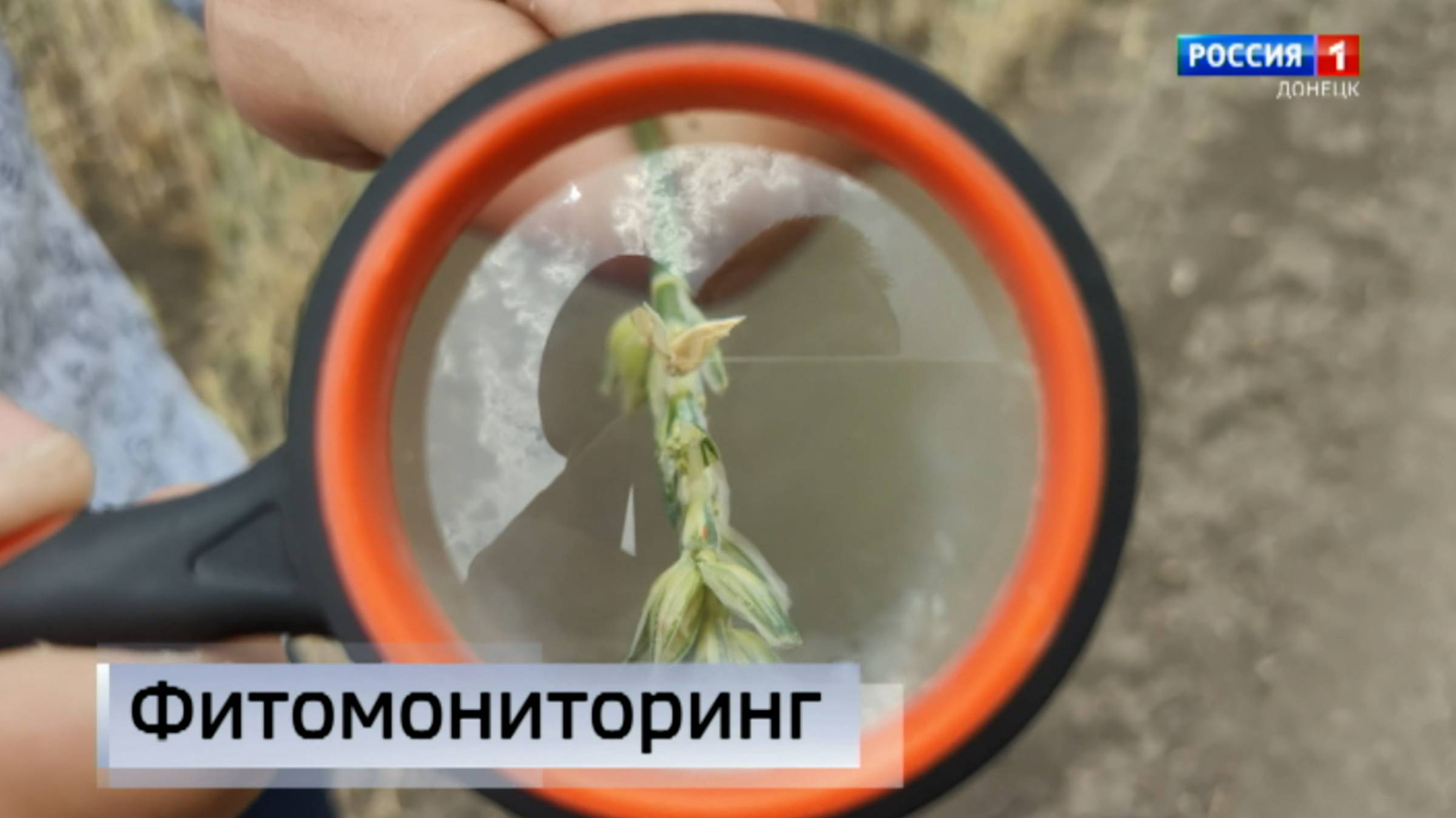Обследовать зерновые культуры, выявить вредителей и определить качество будущего урожая