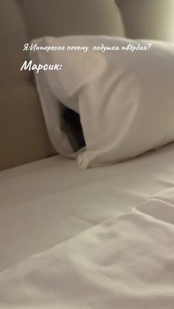 Марсик в подушке