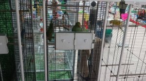 Зоомагазин, птички