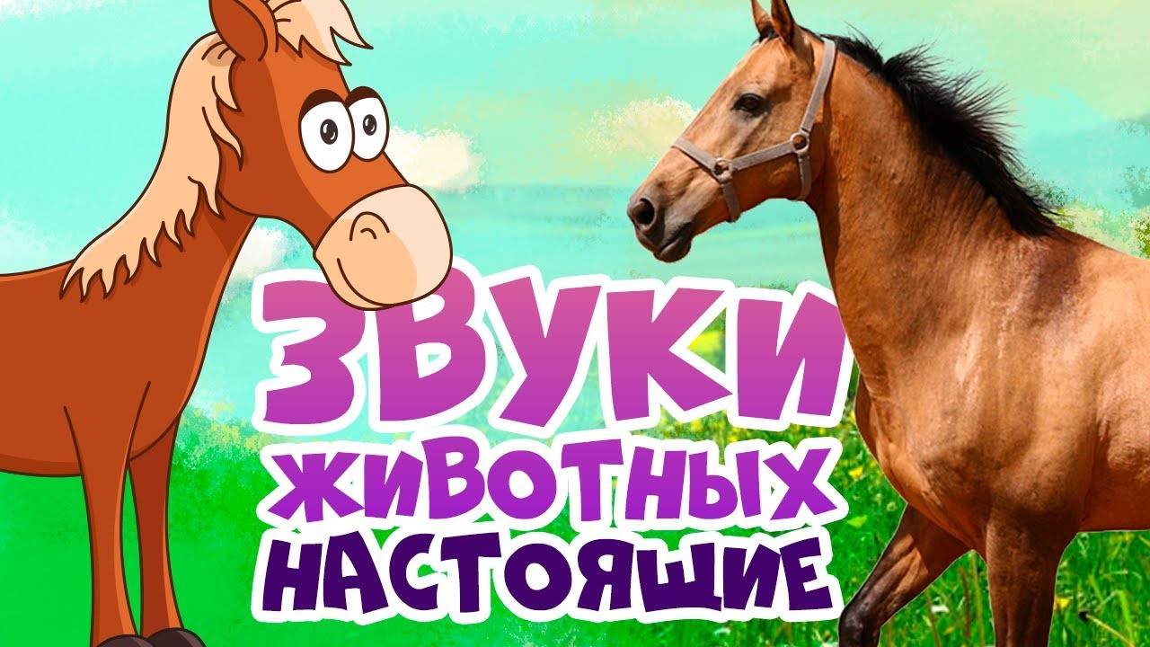 ЗВУКИ ЖИВОТНЫХ для самых маленьких. Развивающие мультики для детей!