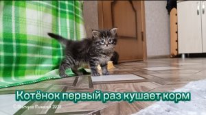 Котёнок в первый раз кушает мягкий корм