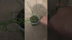 Ситник развесистый "Spiralis"!