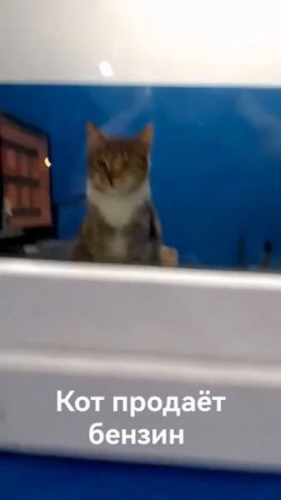 Кот продаёт бензин
