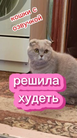 Кошки с озвучкой.