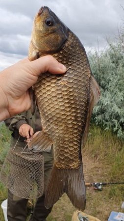Первый карась☺️🐟