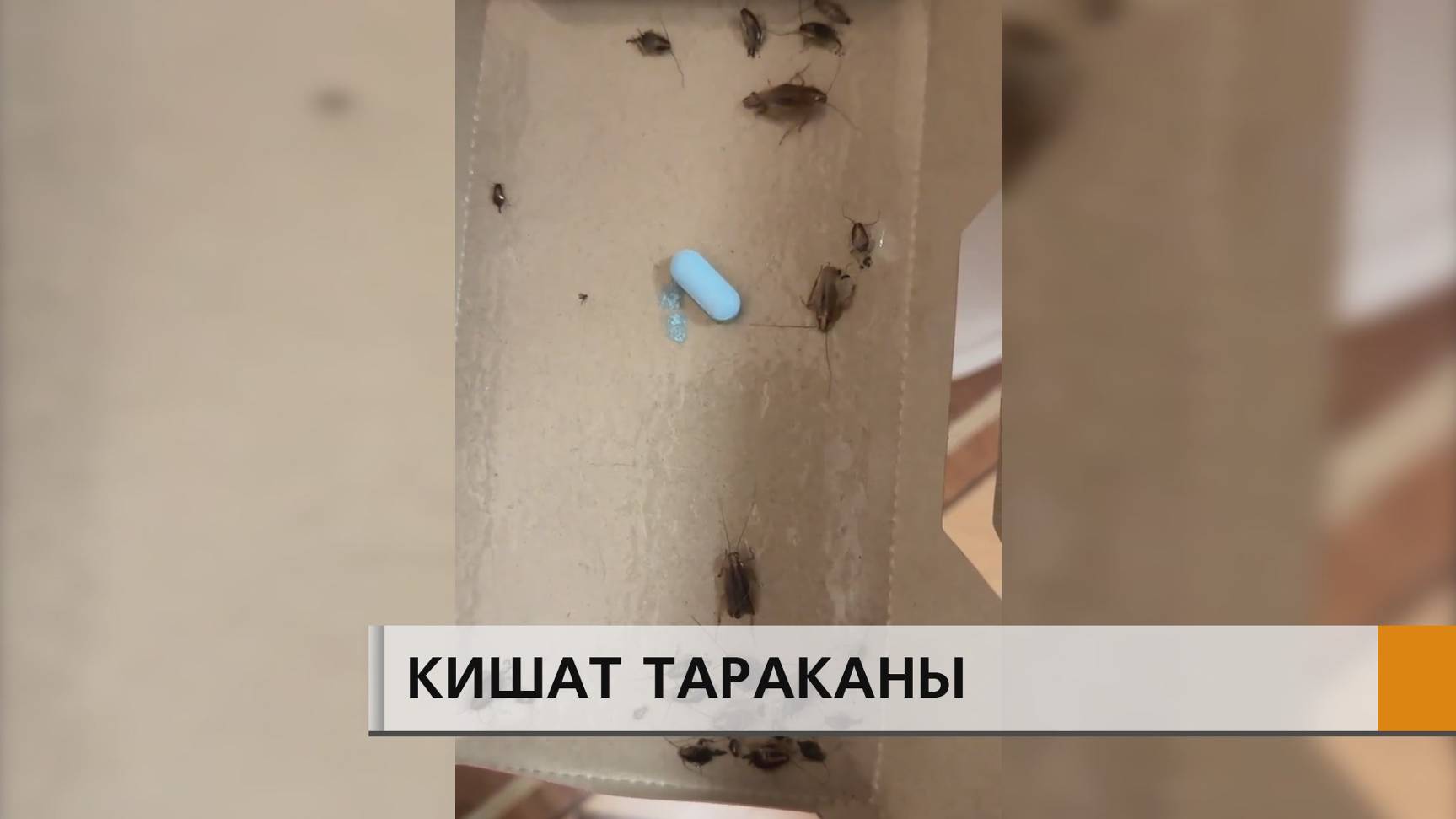 Тараканы со шкурками "винного оттенка" заполонили многоэтажку в 56 комплексе