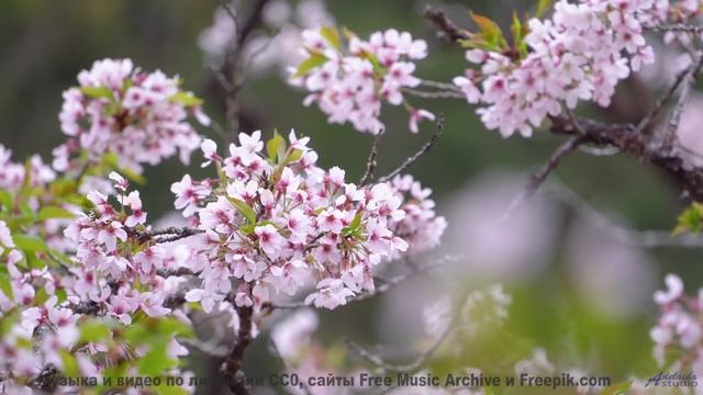 Этот клип - сочетание красоты и звучания - Carefree Morning -- Scott Holmes Music -- Happy Backgroun