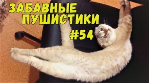 Я РЖАЛ ДО СЛЕЗ 😹 СМЕШНЫЕ КОШКИ И СОБАКИ  СМЕШНЫЕ ЖИВОТНЫЕ 2025 😹 ЛУЧШИЕ ПРИКОЛЫ #54