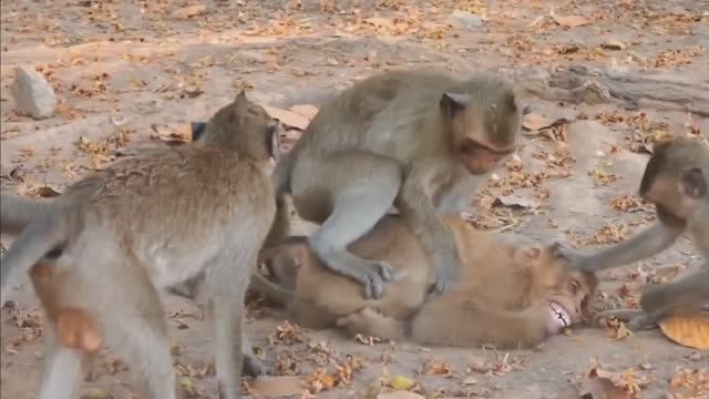 Обезьяны дикие жёстко принимают новенькую в свою стаю