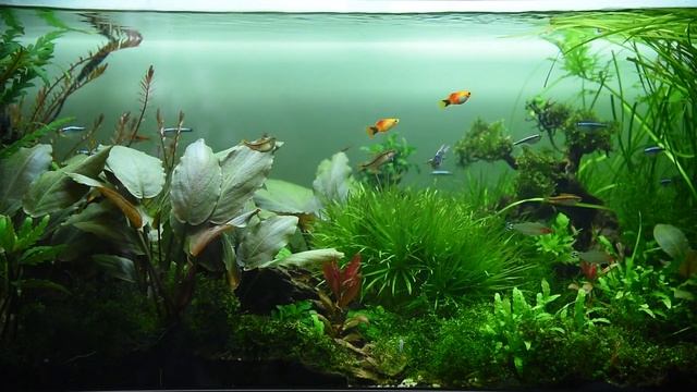 Relaxing aquarium compilation with ambient music  Peaceful aquariums  tanks views