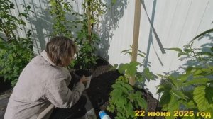22. 7 соток. Заливает дождями, а днем солнышко. Хроника 22 июня 2025 год