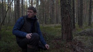 Глухариное гнездо. Печальная история