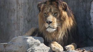 Все как мясо: посетительница "Тайгана" рассказала о нападении льва на Зубкова