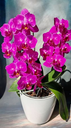 Phal. Judy Diamond 💕  Домашнее цветение ароматной голландской орхидеи бабочки 🌺