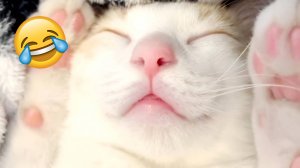 ПРИКОЛЫ С КОТАМИ😹 СМЕШНЫЕ КОТЫ И СОБАКИ🐶😹 СМЕШНОЕ ВИДЕО С ЖИВОТНЫМИ, ЮМОР