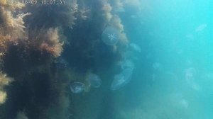 Алушта, Открытие Сезона 2025