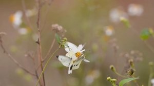 Прекрасные цветы часть 4