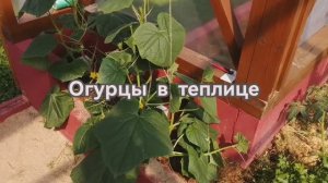 Огурцы в теплице. Как по цвету листа определить дефицит элементов? Удобряем хиленьких!