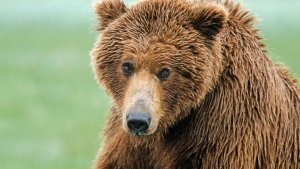 Двое мужчин погибли после нападения медведя в Сахалинской области