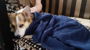 Вымотался после дачи, так ещё и ванные процедуры расслабили, хорошо в полотенце, тепло ррафф