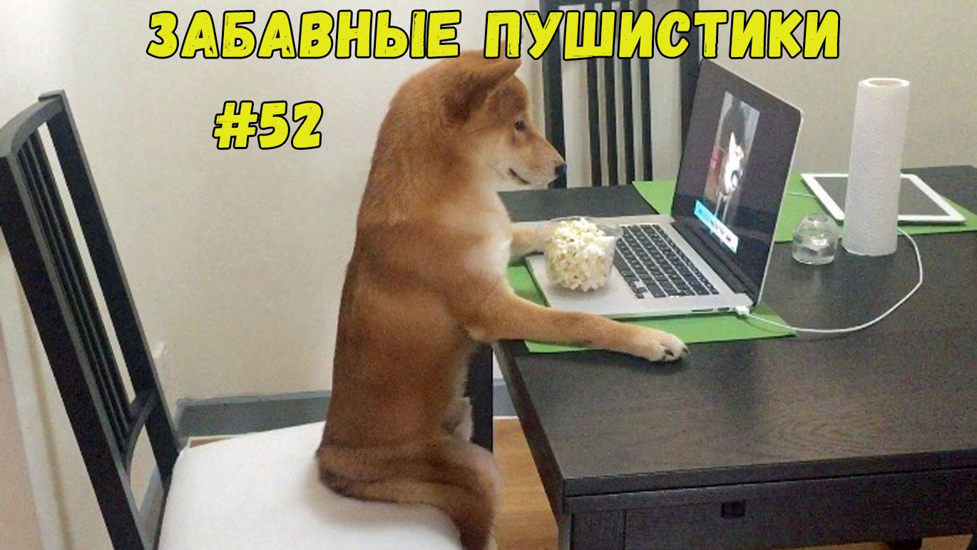 Я РЖАЛ ДО СЛЕЗ 😹 СМЕШНЫЕ КОШКИ И СОБАКИ  СМЕШНЫЕ ЖИВОТНЫЕ 2025 😹 ЛУЧШИЕ ПРИКОЛЫ #52