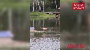 Лебедь-поплавок и утки-бандиты: гости из Благовещенска оценили обитателей озера в Ивановке