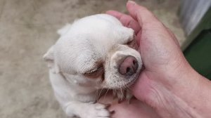 Полакомились с удовольствием, а Ляля вся разволновалась.