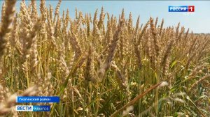 В Адыгее начинается горячая пора уборки урожая озимых зерновых культур