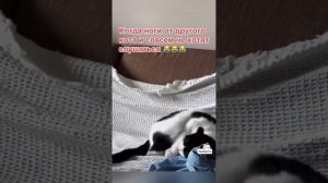 Смешные животные!)