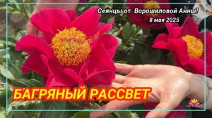 Пион Багряный рассвет / Сад Ворошиловой