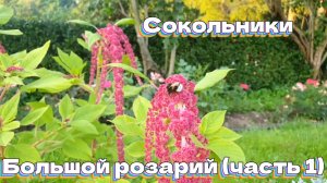 Сокольники. Большой розарий (часть1)